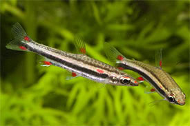 Nannostomus trifasciatus - Hromcskos trpeszj hal