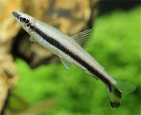 Nannostomus unifasciatus - One-lined Pencilfish
