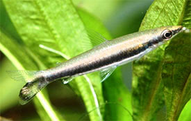 Nannostomus unifasciatus - One-lined Pencilfish