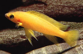 Neolamprologus leleupi - Lemon Cichlid