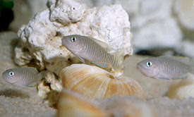 Neolamprologus multifasciatus - Many Banded Shell-Dweller