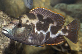Nimbochromis livingstonii - Leoprdsgr