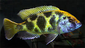 Nimbochromis venustus - Pvasgr