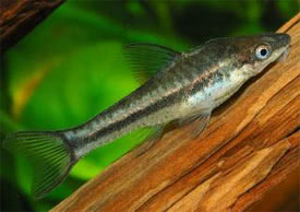 Macrotocinclus affinis - Midget Catfish, Midget Sucker Catfish