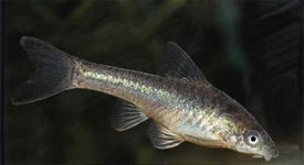 Macrotocinclus affinis - Midget Catfish, Midget Sucker Catfish