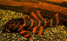 Panaqolus claustellifer - L-306 Catfish