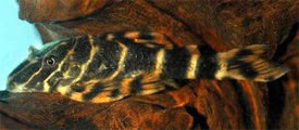 Panaqolus maccus - Tigrisszalagos vrtesharcsa