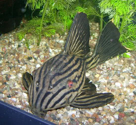 Aquarium Glaser Panaque_nigrolineatus3
