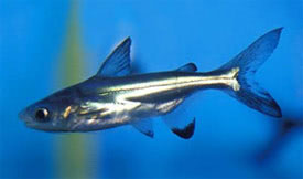 Pangasianodon hypophthalmus - Iridescent Shark Catfish