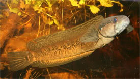 Parachanna africana - African snakehead, Niger Snakehead