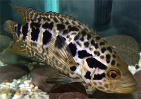 Parachromis managuensis - Jaguar Cichlid
