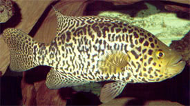 Parachromis managuensis - Jaguar Cichlid