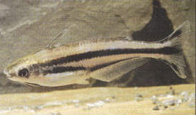 Pareutropius buffei - Swallow-tail glass catfish
