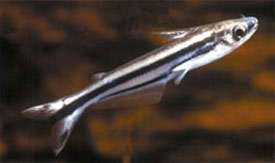 Pareutropius buffei - Swallow-tail glass catfish