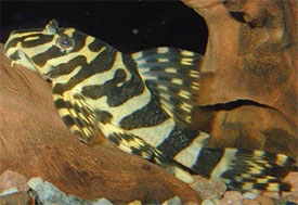 Peckoltia compta - Leopard Frog Pleco