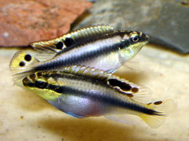 Pelvicachromis pulcher - Kribensis, Purple cichlid