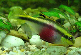 Pelvicachromis pulcher - Meggyhas sgr