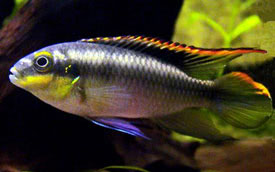 Pelvicachromis pulcher - Kribensis, Purple cichlid