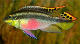 Pelvicachromis pulcher - Meggyhas sgr