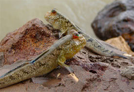 Periophthalmus barbarus - Atlantic Mudskipper