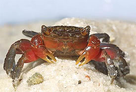 Perisesarma bidens - Red Claw Crab