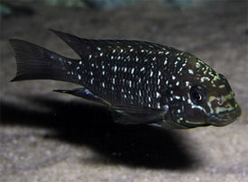 Petrochromis trewavasae - Szlesszj sgr