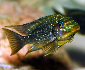 Petrochromis trewavasae - Szlesszj sgr