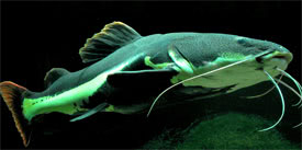 Phractocephalus hemioliopterus - Red tailed catfish