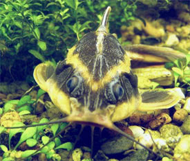 Platydoras armatulus - Striped Raphael Catfish