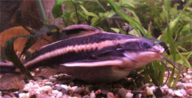 Platydoras armatulus - Striped Raphael Catfish