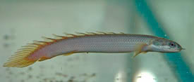 Polypterus senegalus - Senegal Bichir, Cuvier's Bichir