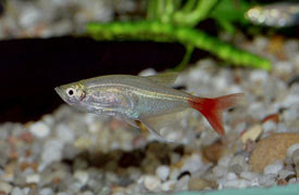 Prionobrama filigera - Glass bloodfish, Glass bloodfin