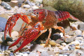 Procambarus clarkii - Kaliforniai vrsrk
