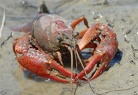 Procambarus clarkii - Red Swamp Crayfish