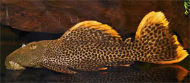 Pseudacanthicus leopardus - Xingu kaktuszharcsa