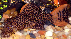 Pseudacanthicus leopardus - Leopard cactus pleco, L-114 catfish