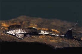 Pseudohemiodon apithanos - Chameleon Whiptail