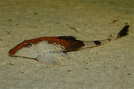Pseudohemiodon apithanos - Chameleon Whiptail