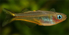 Popondichthys furcatus - Forktail rainbowfish