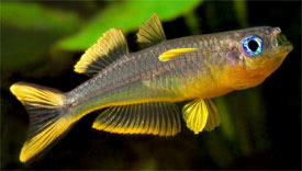 Popondichthys furcatus - Forktail rainbowfish