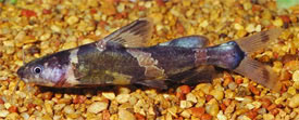 Pseudomystus siamensis - Asian Bumblebee Catfish, Siamese Catfish