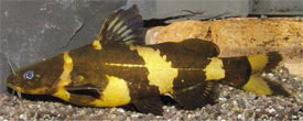 Pseudomystus siamensis - Asian Bumblebee Catfish, Siamese Catfish