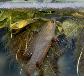 Pseudosphromenus cupanus - Spiketail Paradisefish