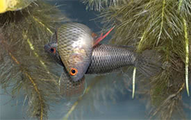 Pseudosphromenus cupanus - Spiketail Paradisefish