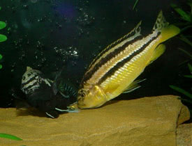 Melanochromis auratus - Trkiz aranysgr