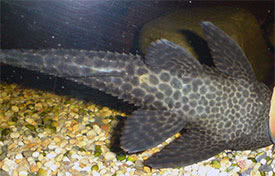 Pterygoplichthys pardalis - Amazon sailfin catfish