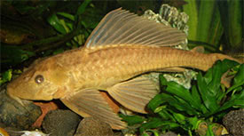 Pterygoplichthys pardalis - Amazon sailfin catfish