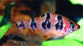 Desmopuntius rhomboocellatus - Snakeskin Barb
