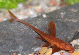 Rineloricaria lanceolata - Chocolate-colored catfish