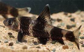 Sarcocheilichthys sinensis - Tisztogat amr